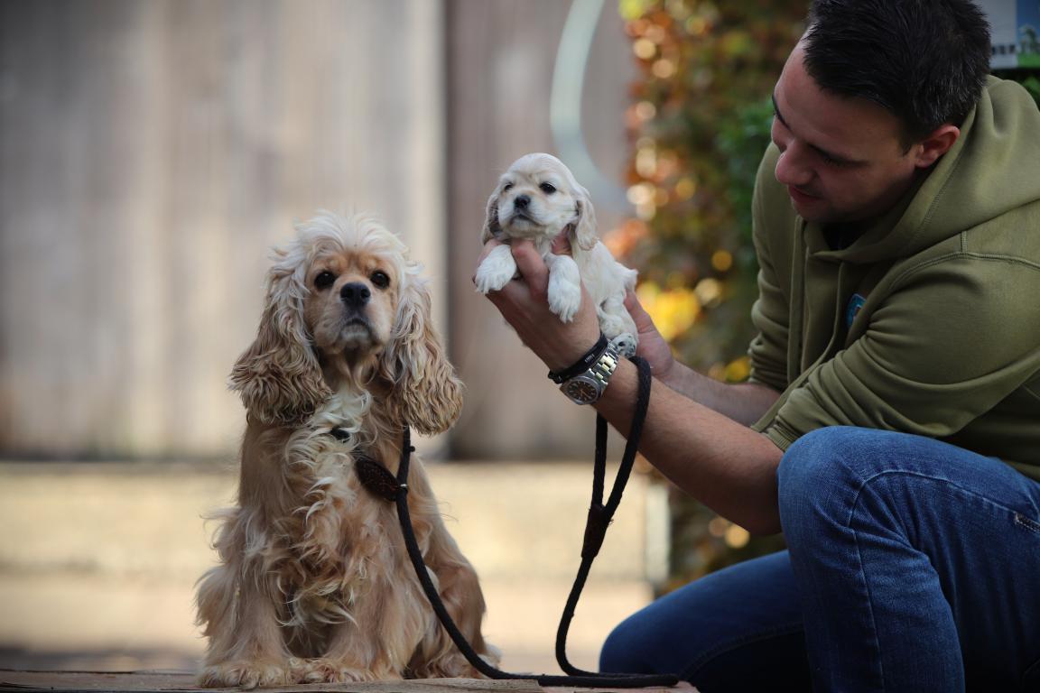 Welpen zu verkauf 6 Amerikaanse-cocker-spaniel-teef-4368. Jpg