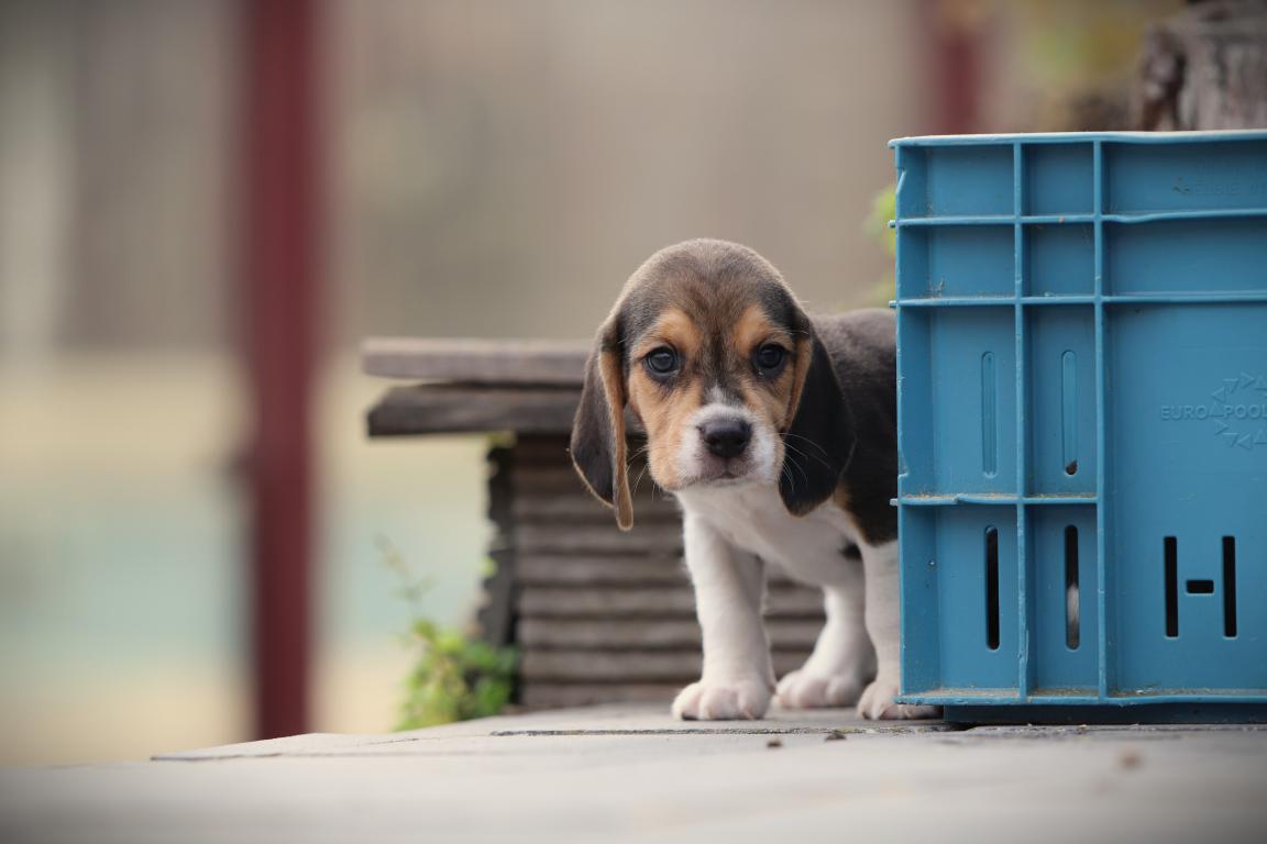Welpen zu verkauf 7 Beagle-reu-4447-2. Jpg