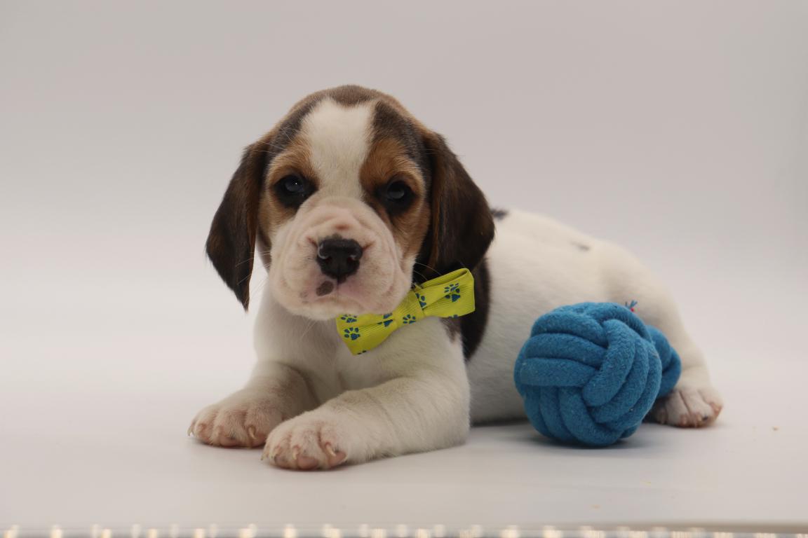 Beagle puppy te koop