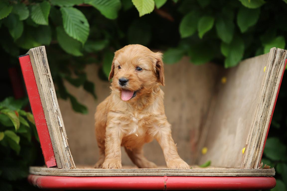 Verfügbare Cockapoo Welpen Vom Belgischen Züchter
