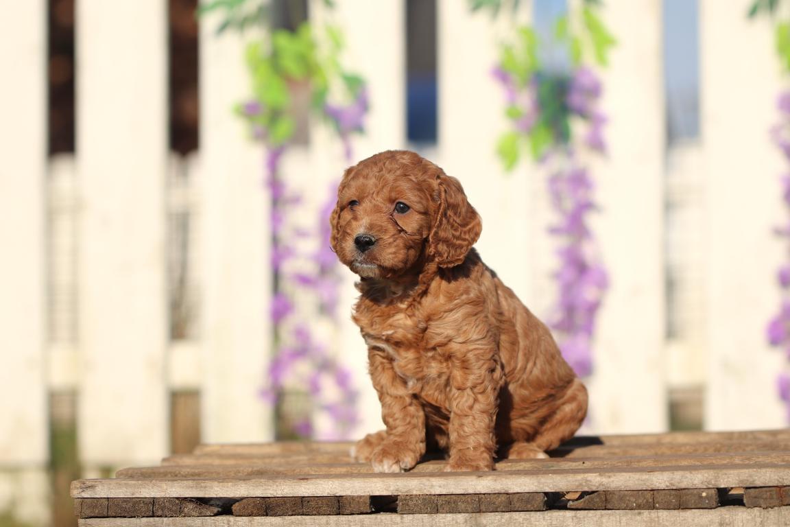 Dogs for Sale | Woefkesranch