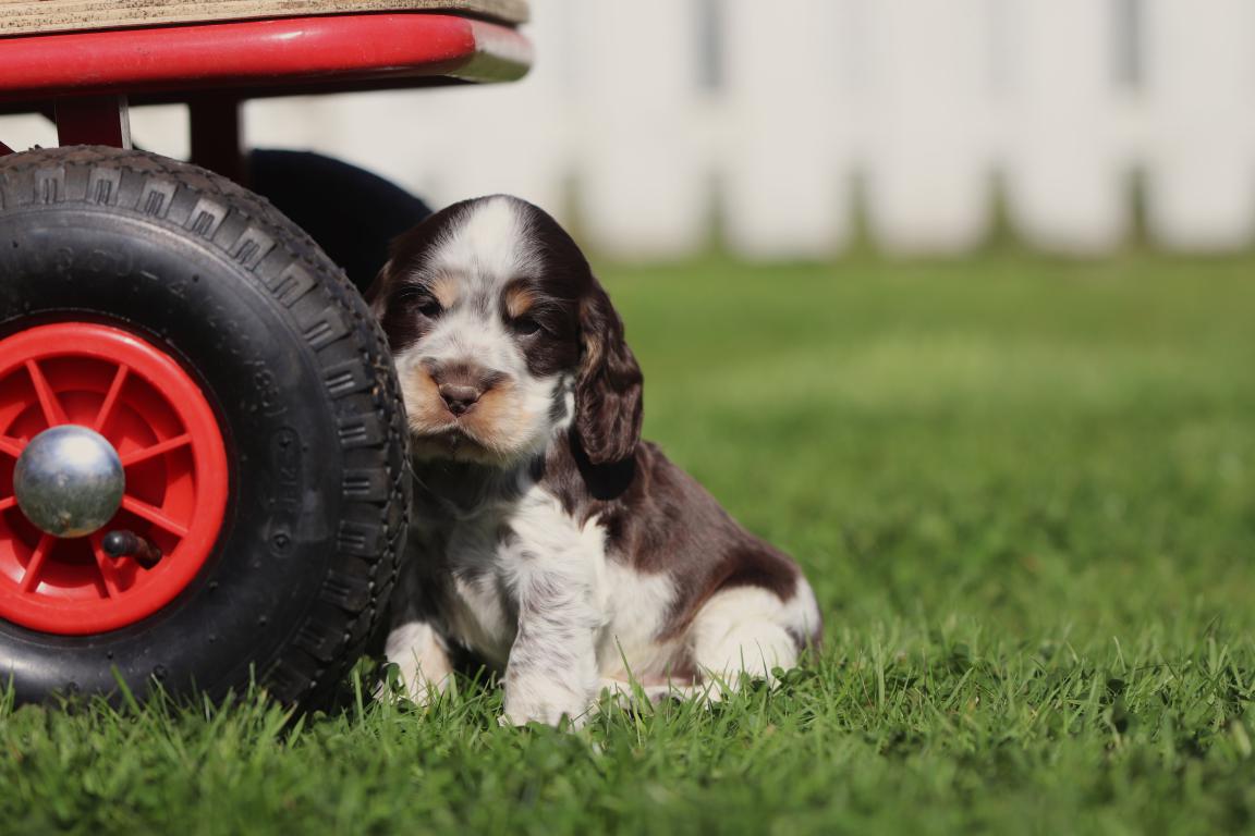 English cocker puppy for sale