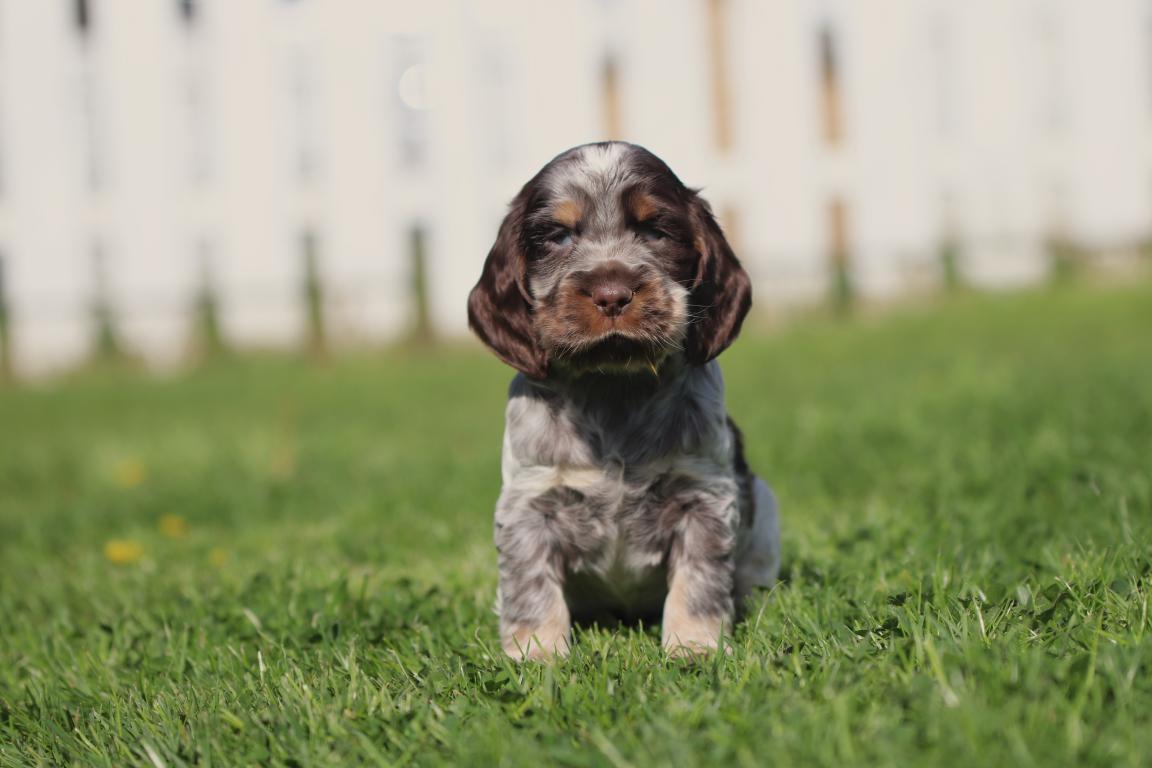 English cocker puppy for sale