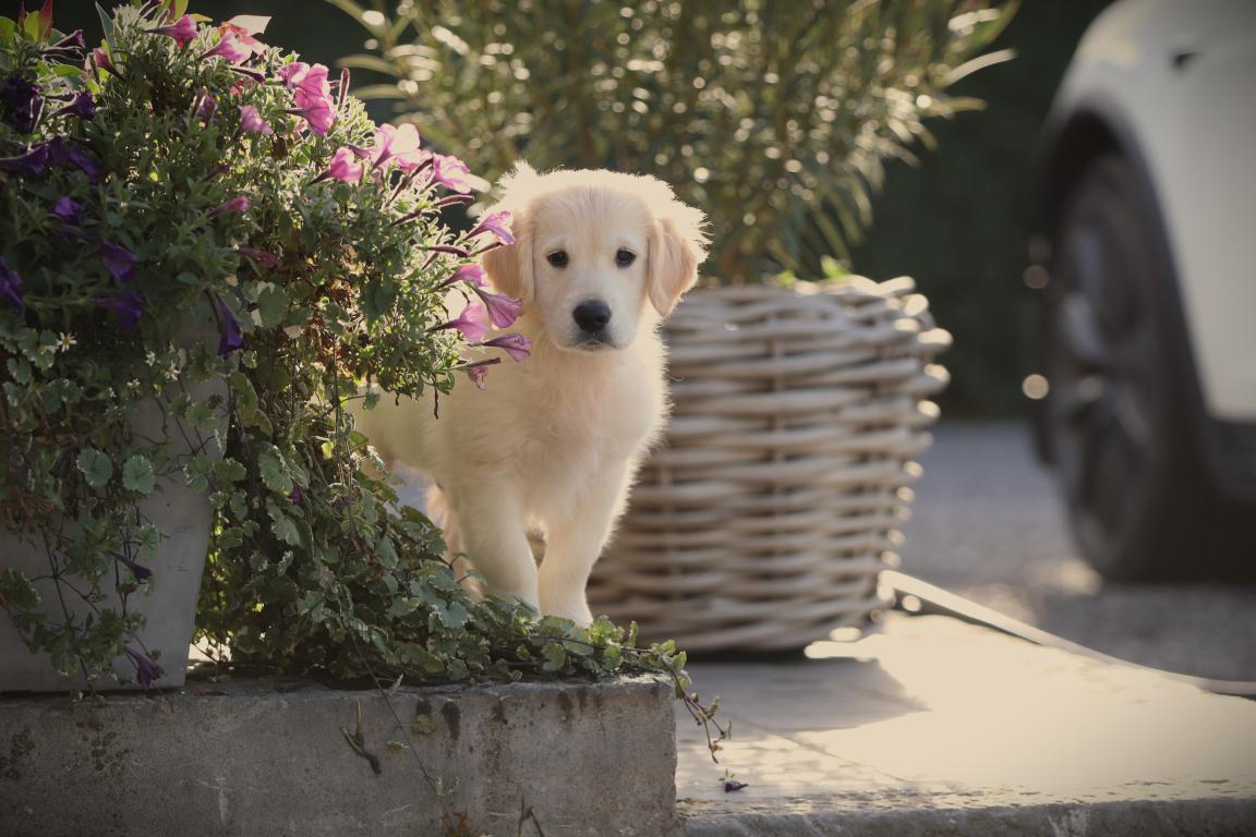 Beschikbare golden retriever pups 1 Pomsky pup te koop