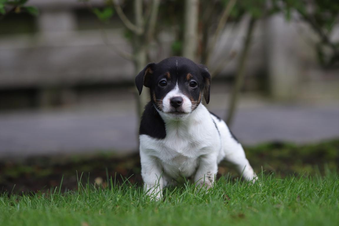 Jack-Russell-Terrier-reu-4806-1.jpg