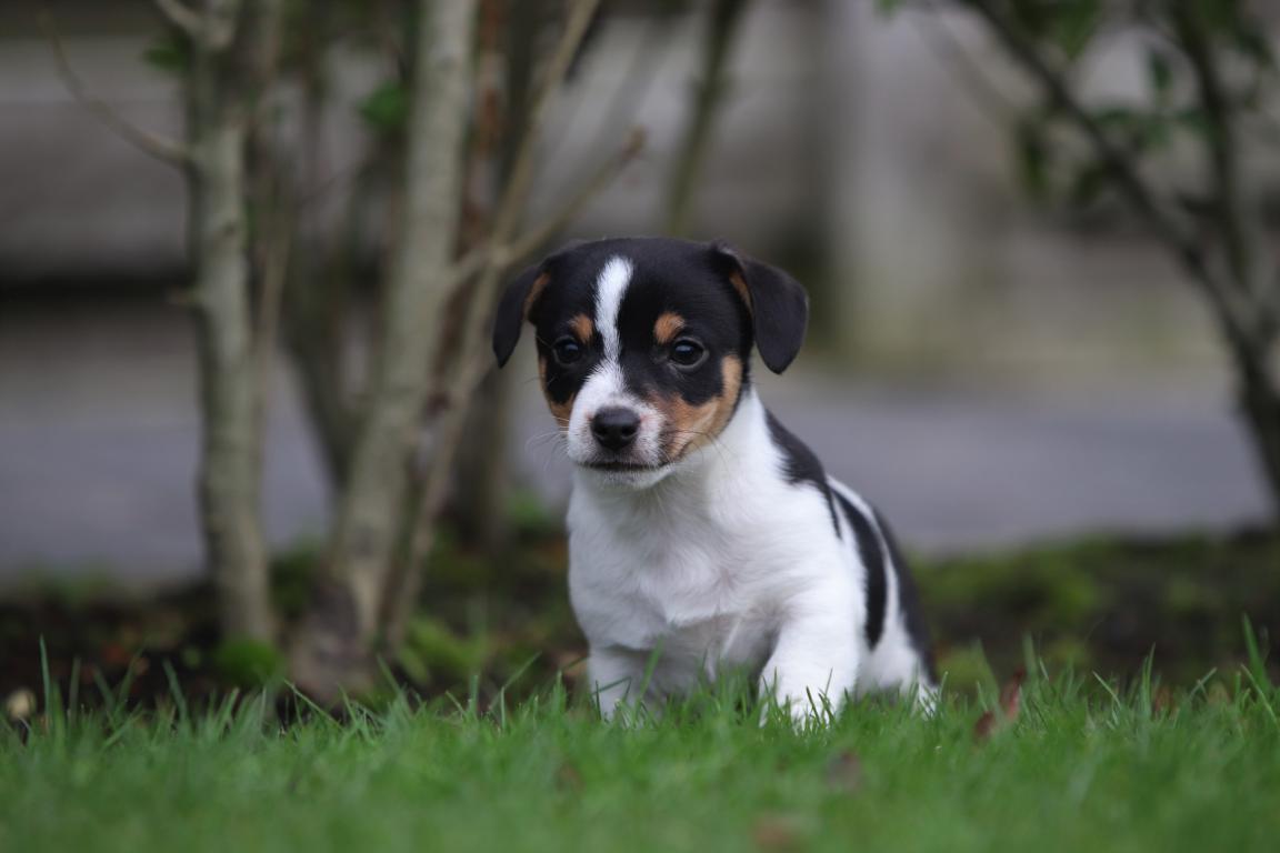 Jack-Russell-Terrier-reu-4807-2.jpg