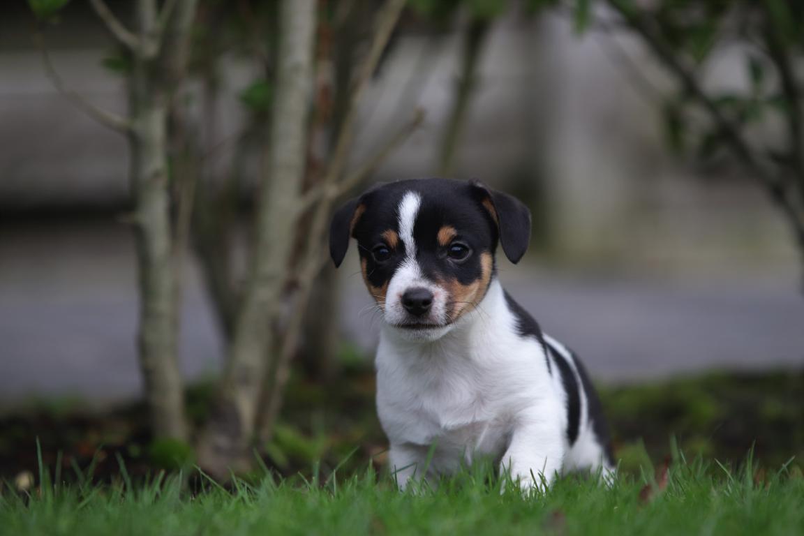 Jack-Russell-Terrier-reu-4807-3.jpg