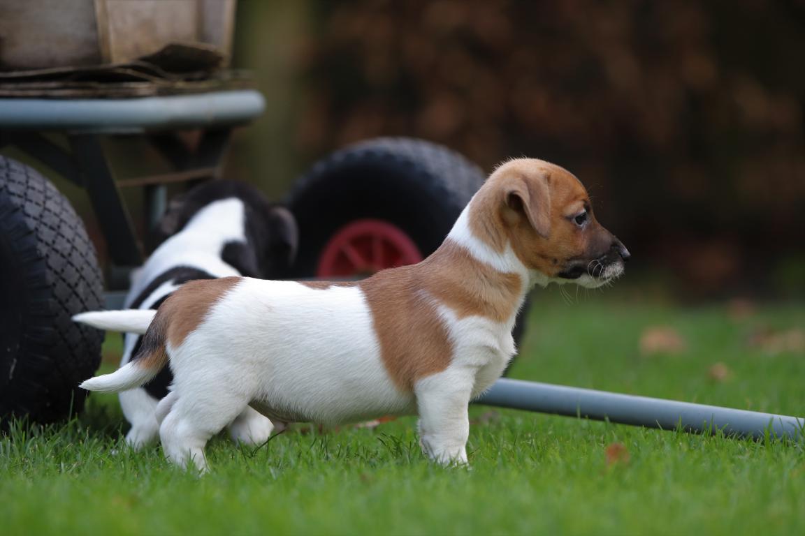 Jack-Russell-Terrier-reu-4815-1.jpg