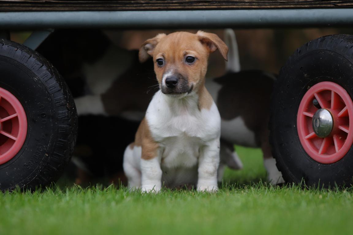 Jack-Russell-terrier-reu-4816-1.jpg