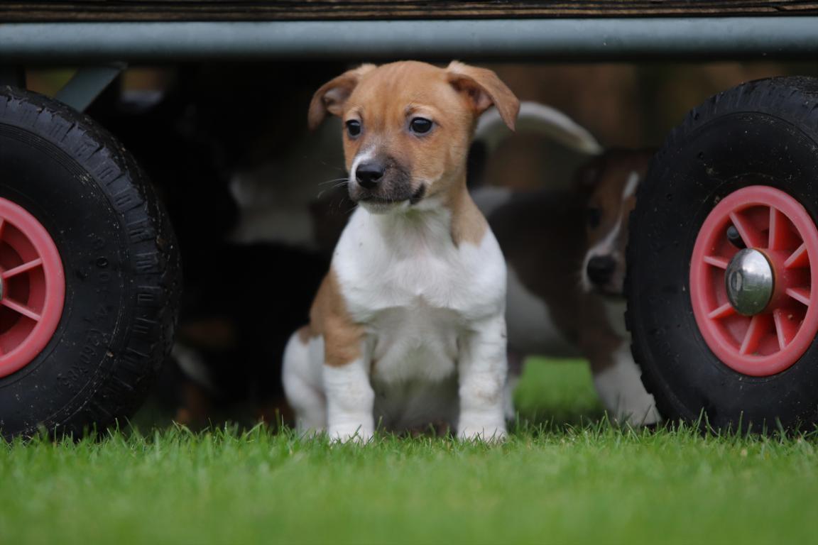 Jack-Russell-terrier-reu-4816-2.jpg