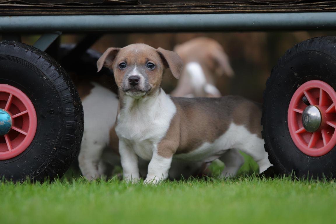 Jack-Russell-terrier-reu-4819-1.jpg