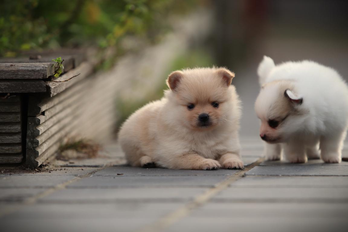 Kleine-keeshond-teef-4833-2. Jpg