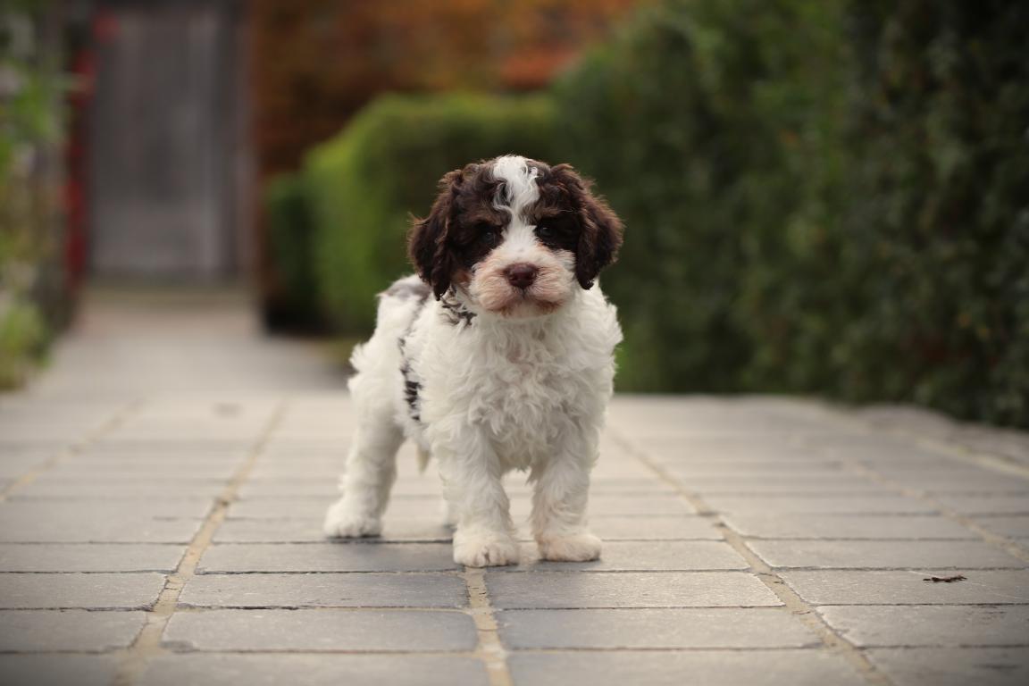 Lagotto-romagnolo-teef-4516-1. Jpg