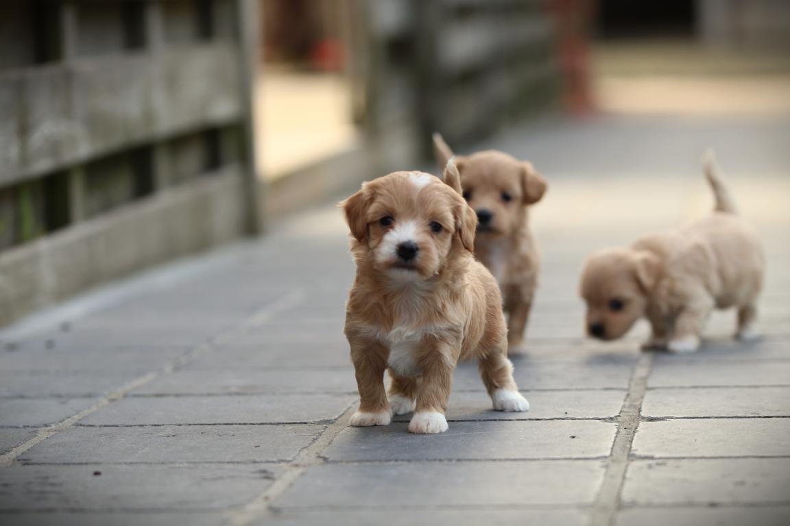 Maltipoo-teef-4373-2. Jpg