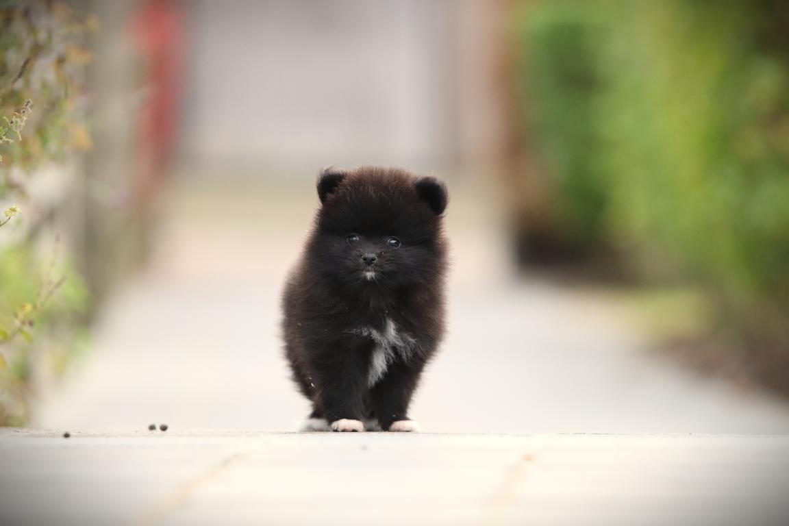 Pomsky pup te koop