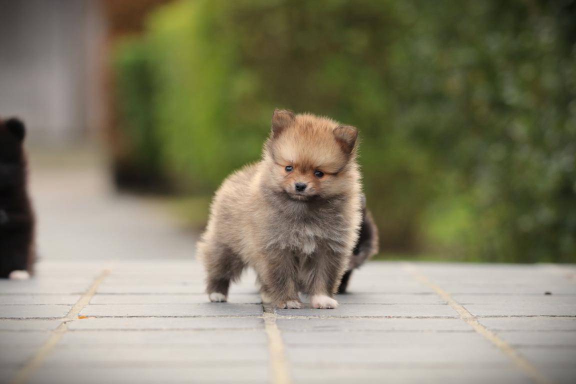 Pomsky pup te koop