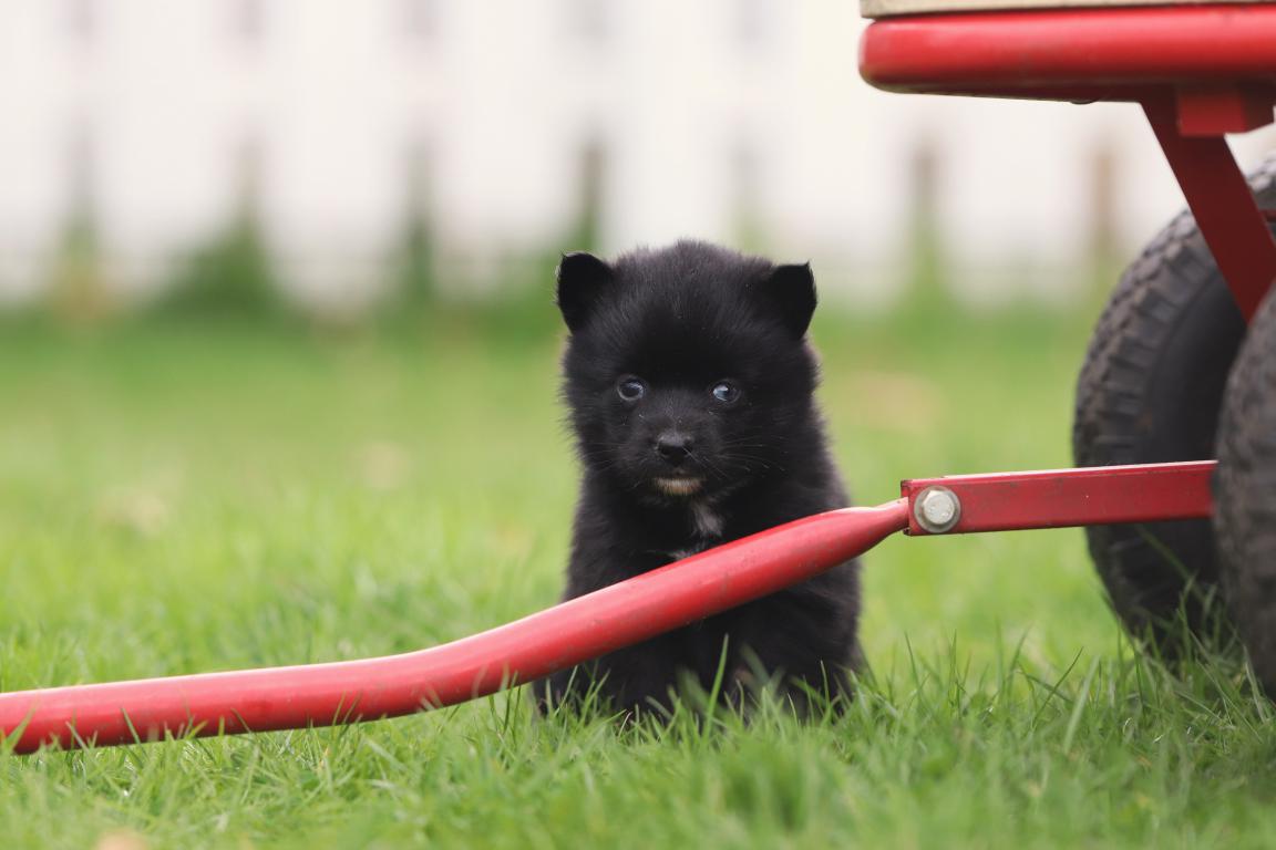 Pomsky puppy for sale