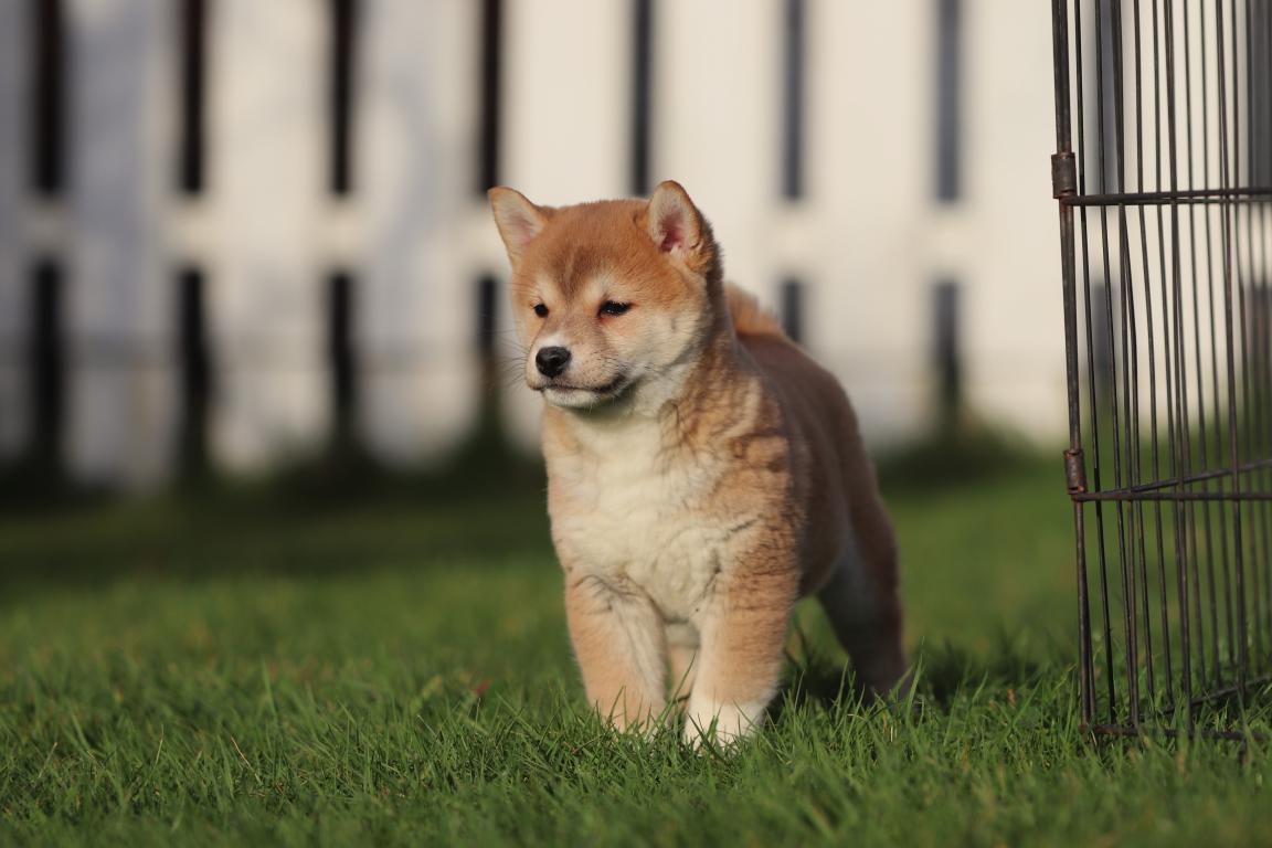 Shiba Inu puppy te koop