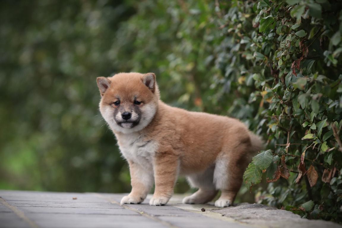 Shiba-teef-4419-2. Jpg