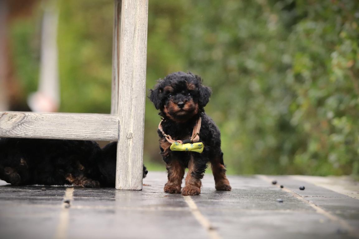 Chiots a vendre 13 Toypoedel-reu-4391-2. Jpg
