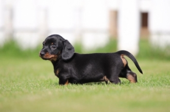 Kortharige Teckel Pups Te Koop - Woefkesranch