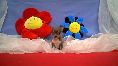 Chihuahua-Bleu.jpg